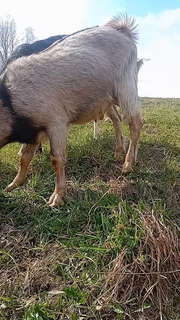 25.04.26 Козы посуться