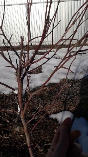 Яблоня Мельба после зимы 2026 года