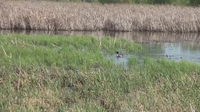 И снова прогулка у болота жизнь кипит
