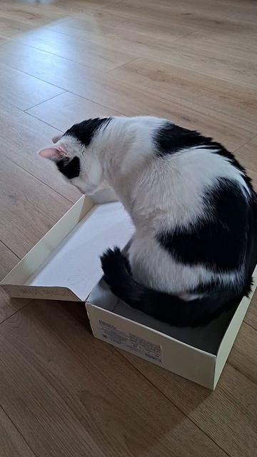 Обувная коробка 