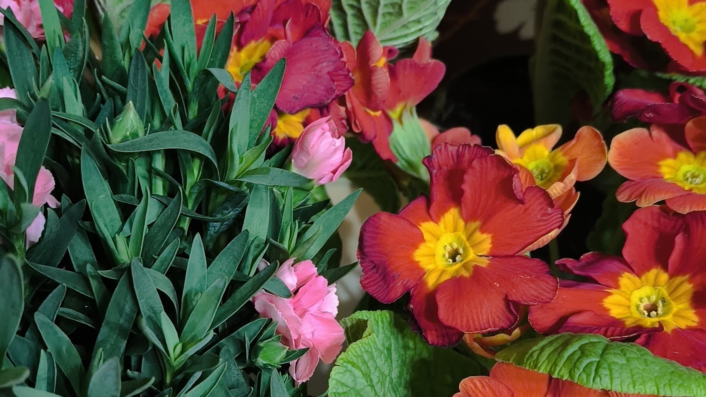 Примулы и гвоздика. Просто о жизни