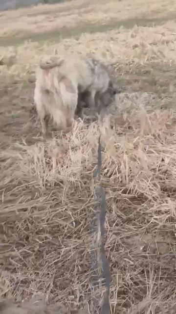 Красавица кавказочка Арина  ищет Пост в описании  Dog собака овчарка любовь счастье