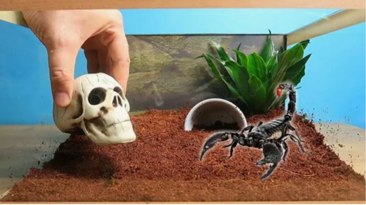 МОЙ НОВЫЙ ТЕРРАРИУМ ДЛЯ СКОРПИОНА!