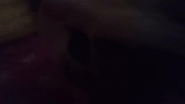 выросли кошечки