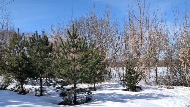 Хвойники весной