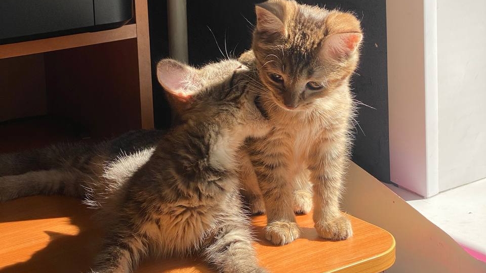 Домашняя жизнь бездомных котят