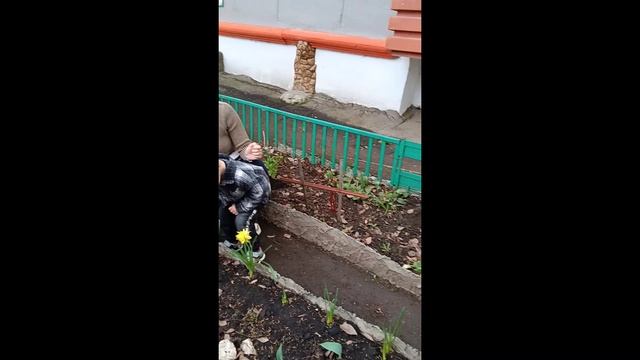 Цветут нарциссы.