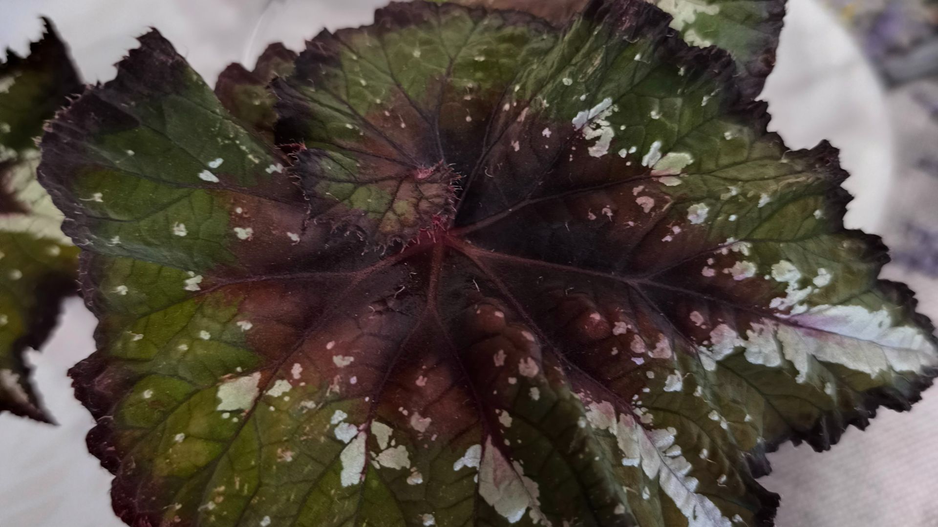 цветочные хлопоты пересадка бегонии L Лесничий