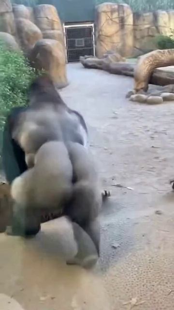Тигр напал на сотрудницу горилла закрыла её собой и спасла. тигр горилла спасение зоопарк