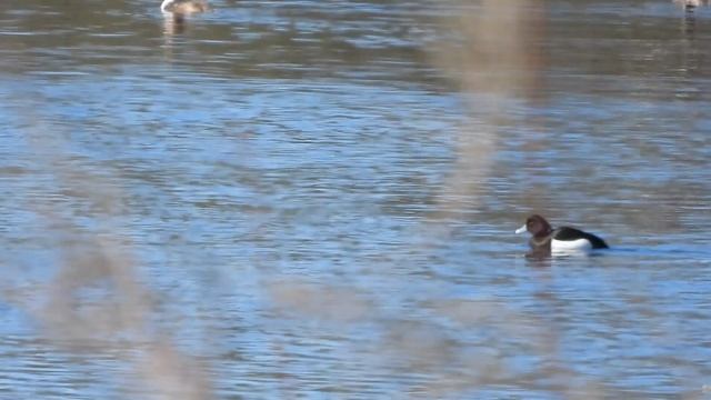 Чернеть на озере