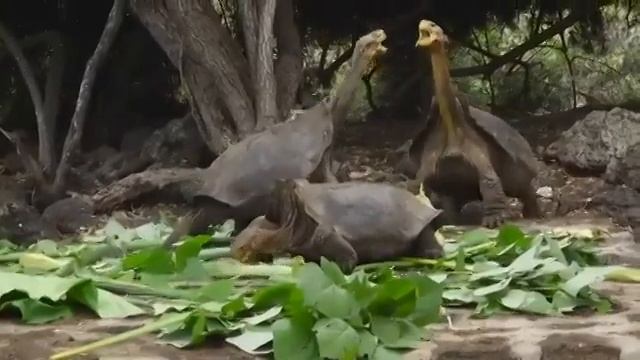 Video_16167441599026.mp4