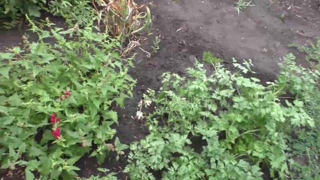 Выращивание земляничного шпината