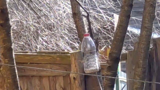 Пешком по ... весеннему утру. Воробьи.