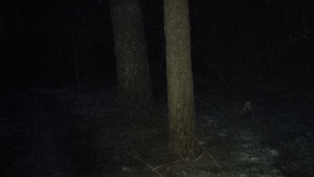 В лесу: птицы Луна. Про экономику России - кто её контролирует и кто виноват? Хазин Набиулина 