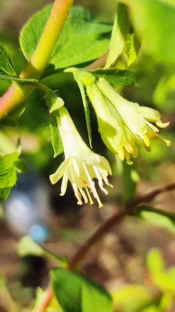 Весна в Дебальцево