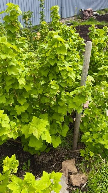 смородина 25 апреля теплица дача садоводничество огород уходзатеплицей