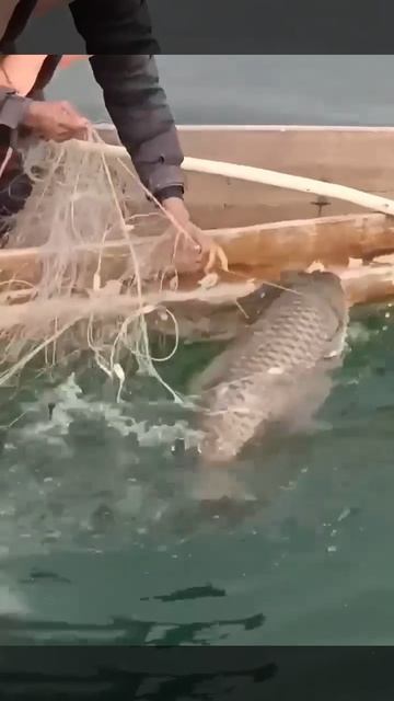 Поймали огромную рыбу. Хочешь жить умей вертеться!.