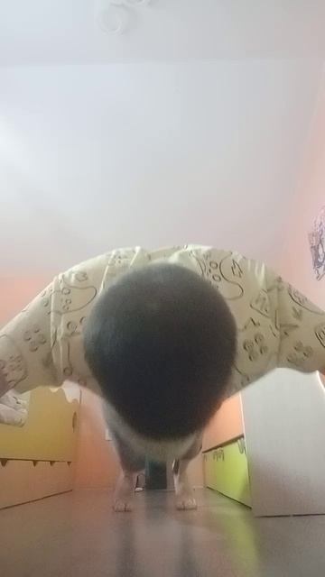 1365 по 30 отжиманий