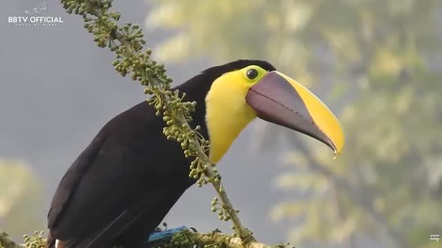 ТИГР И ТУКАН про добро. КРУОЛЕ. 2019 год