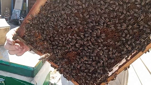 25 апреля 26 года. расширение гнёзд.