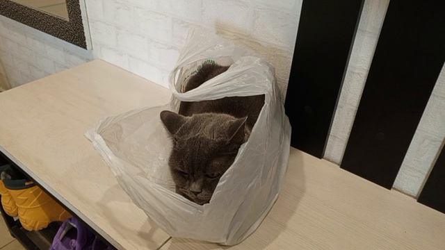 ВлогБудни мамы Тима-тренер по карате?!?У нас появился новый член семьи мама Наташа