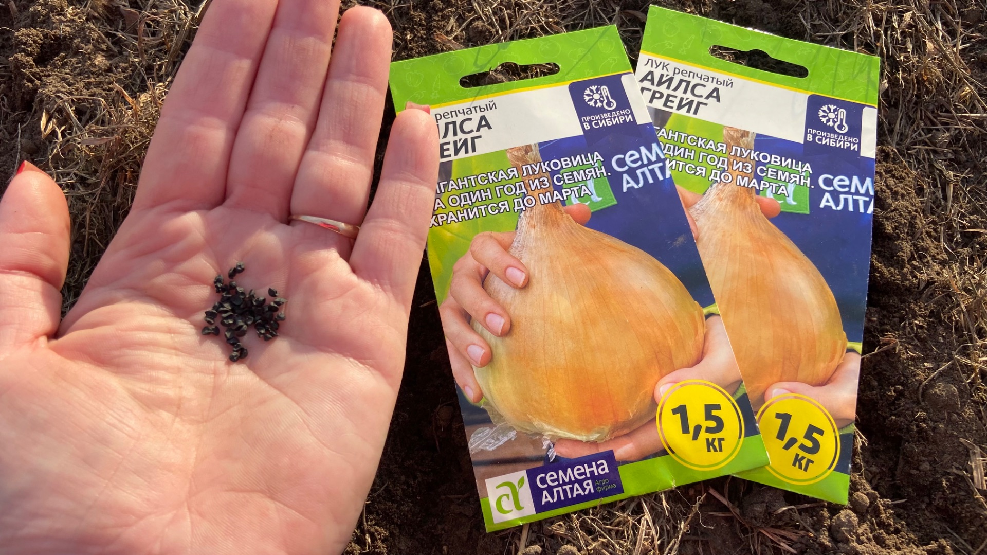 Посадила лук чернушку и посеяла арбузы на рассаду.