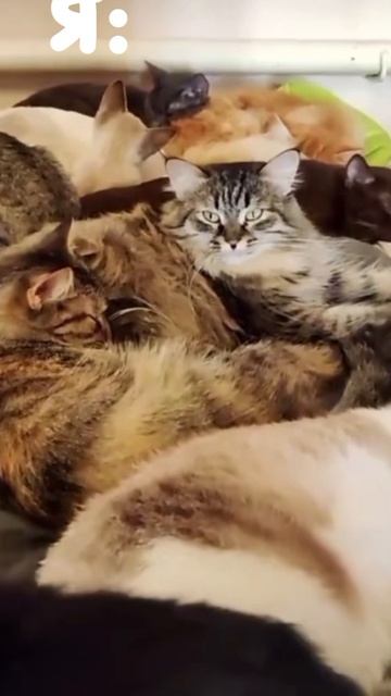 я и моя любовь к животным