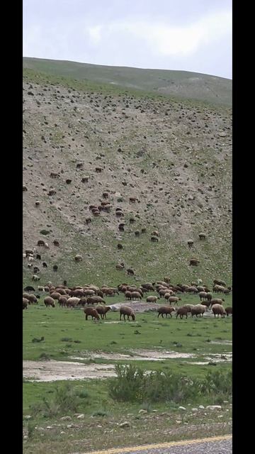 Барашки на шашлык гуляют по горам Азербайджана