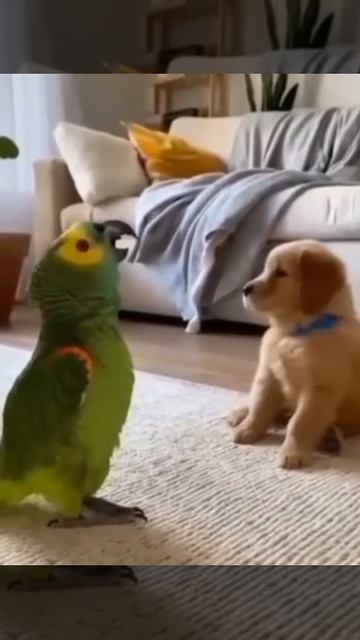 Учитель пения