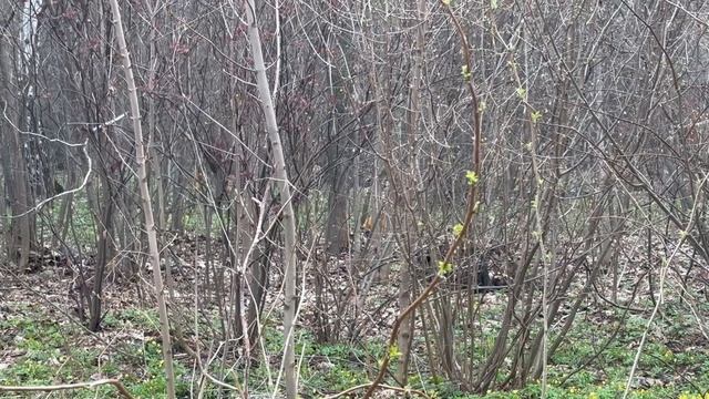 Охотница в действии 