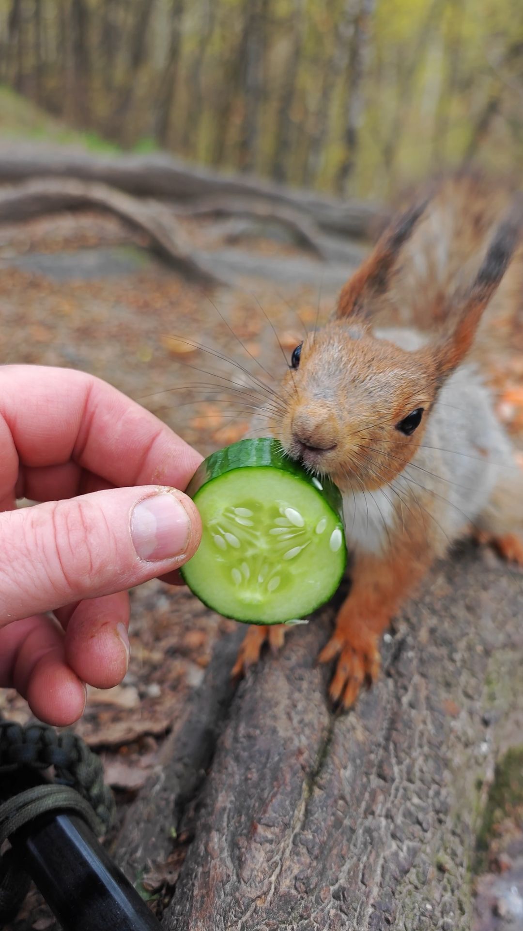 Белка с огурчиком
