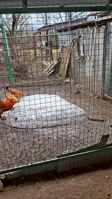 В курином вольере куры курица петух петухи курятник курятниксвоимируками куриные птицы