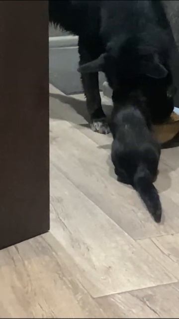 Кошка ест вместе с собакой