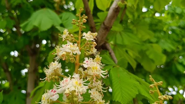 Анапа . Сакура цветёт 
24.04.2026.