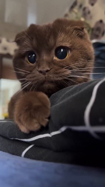 Автор: Plushaaa