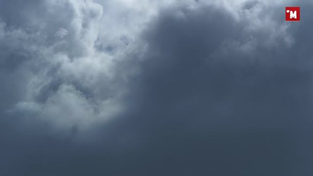 Тарантул. Творческий подход для выживания