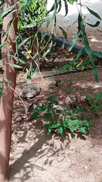 я нашёл черепаху Турции