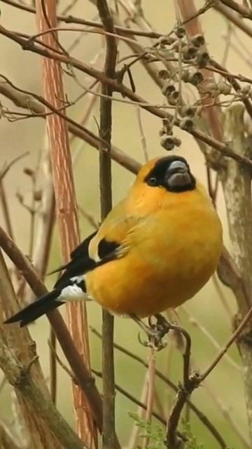 А ВЫ ЗНАЛИ ЧТО СНЕГИРИ НИКУДА НЕ УЛЕТАЮТ?