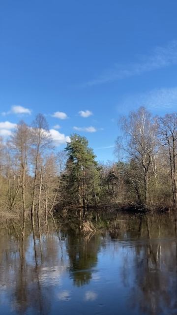 Река. Звуки леса. Пение птиц. Природа. Спокойствие. Минута медитации. Life природа звукилеса