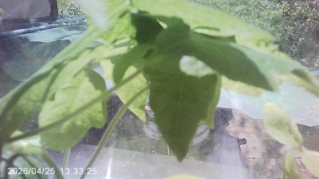 Обзор кабачкового растения сорта Чёрный Красавец посеянного в феврале