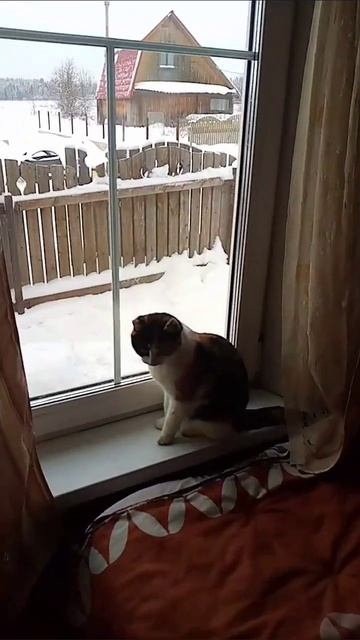 Барсик любит Дашу