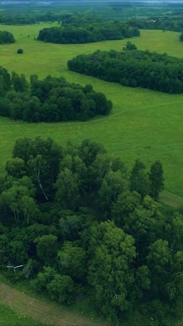 FPV Flight With Eagle Kites 2 #Shorts