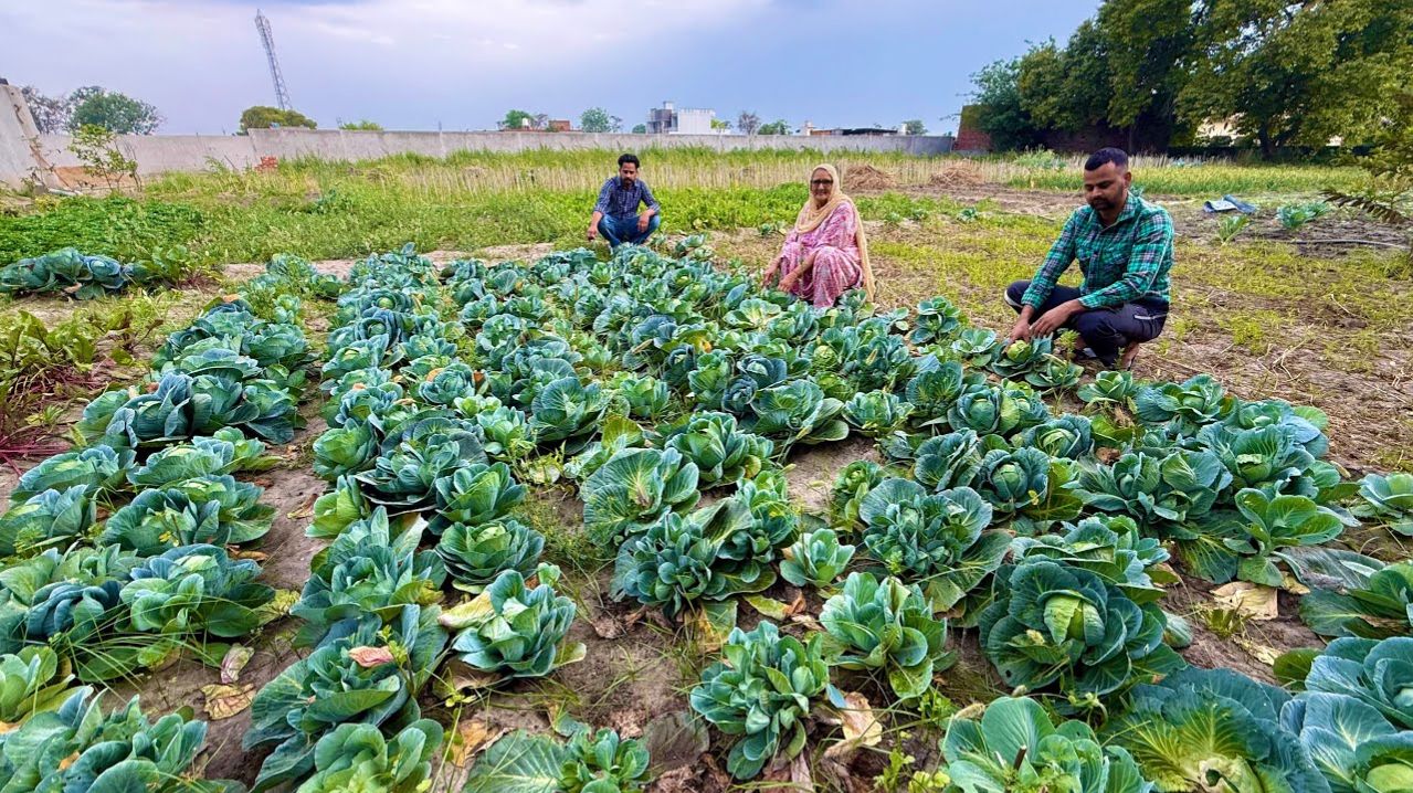 Сахарный тростник Кофта Вег деревенская еда