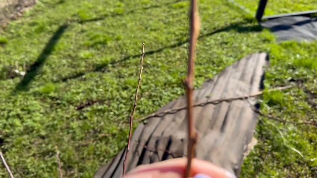 ДАЧА 25 АПРЕЛЯ 2026.