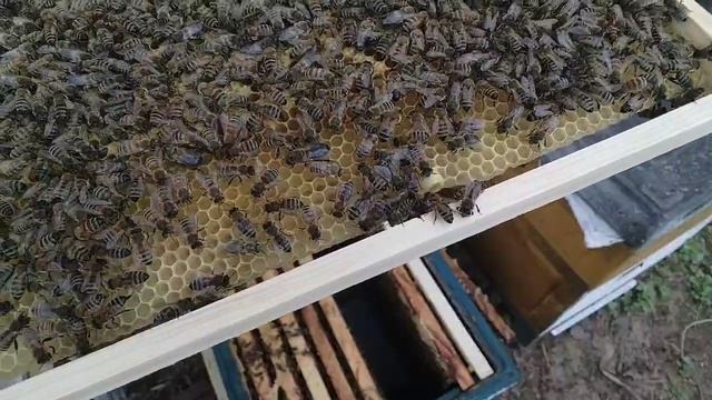 25 апреля ВЫВОД МАТОК подготовка