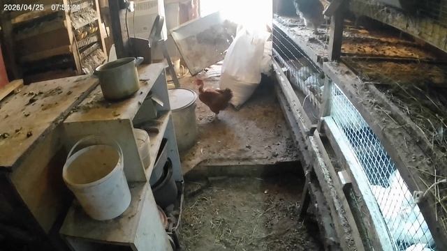 Утро начинается.Заяц снова ушел в бега.