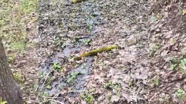 Слив канализации в реку Сходня. 25.04.2026