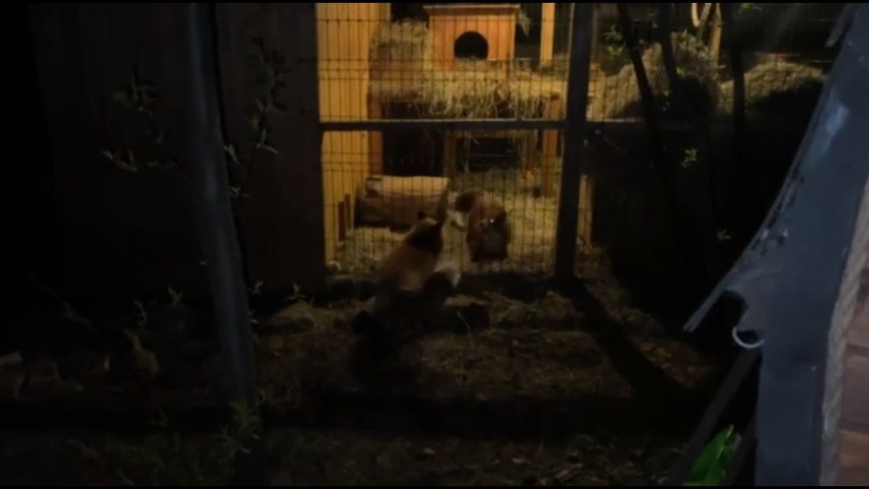 Лиса-Алиса. Вечернее общение Алисы и Игниса