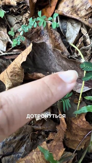 Крутое дерево