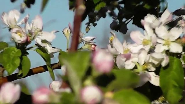 МНЕ ЖАЛЬ. романс. Стихи. Ф. Ахтариева музаранж.Н.Жуковвокал.Л.Великановазвук.А Макалиш